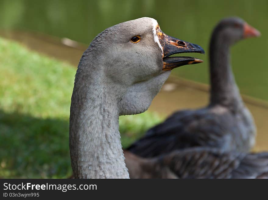 Grey goose hissing menacingly, its teeth showing. Grey goose hissing menacingly, its teeth showing