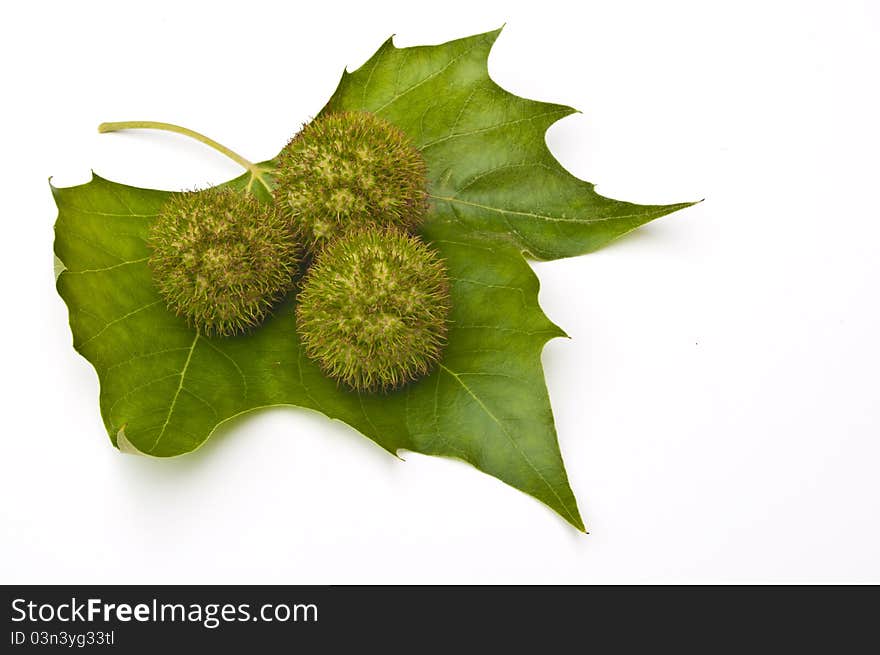 Chestnuts (conkers) and leaves in late summer on a white background. Chestnuts (conkers) and leaves in late summer on a white background