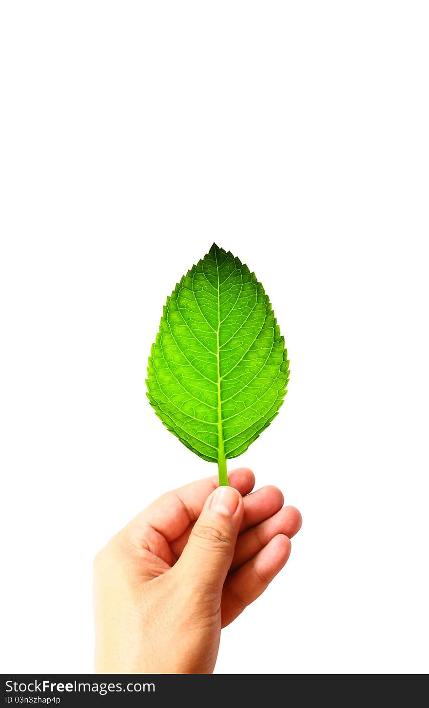 Beautiful green leaf on hand for green concept