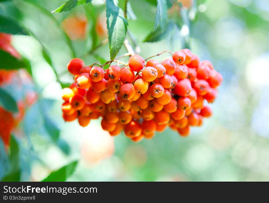 A tree with rowan berries in the fall. A tree with rowan berries in the fall