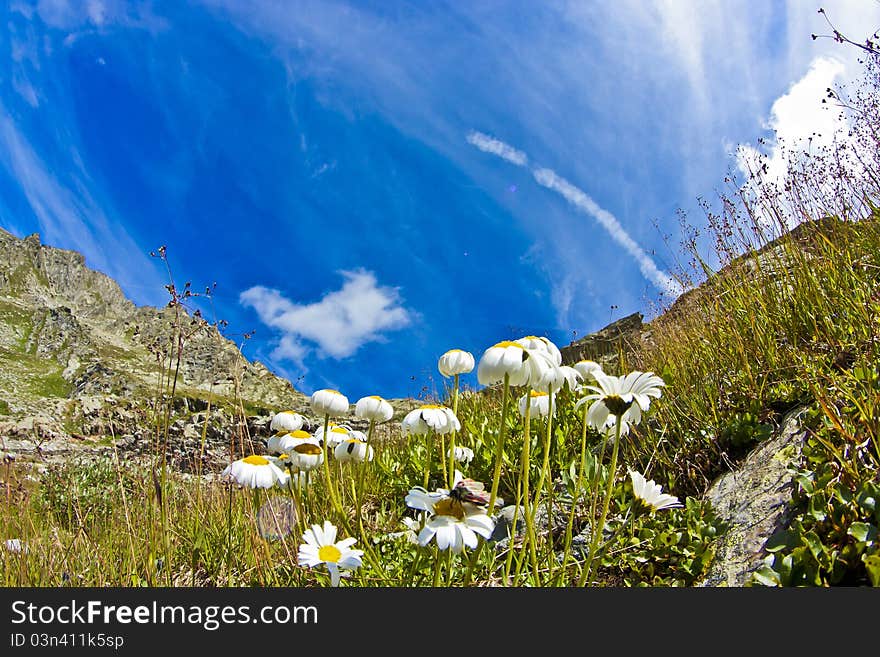 Daisies and sky