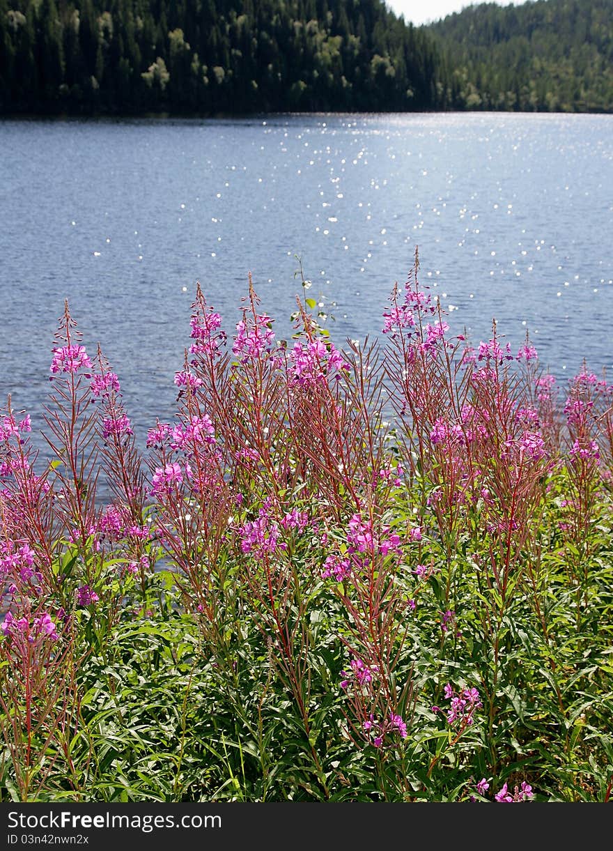 Willowherb By A Lake