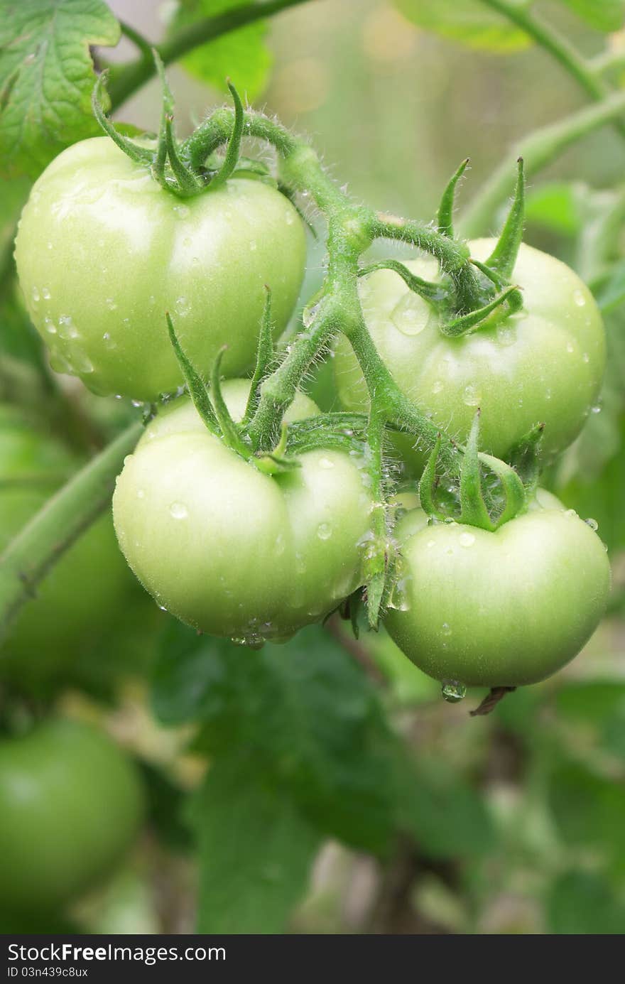 The agricultural industry uses innovative techniques of cultivation of vegetables. The agricultural industry uses innovative techniques of cultivation of vegetables