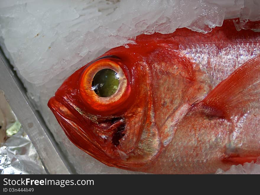 Cantarie on ice at a portuguese fish market. Cantarie on ice at a portuguese fish market