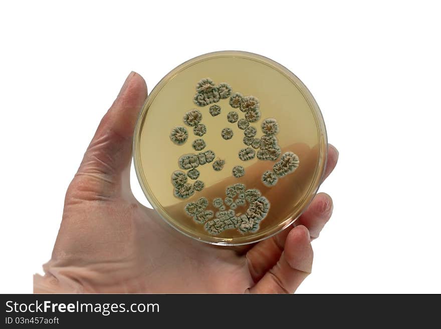 Microorganisms On The Plate