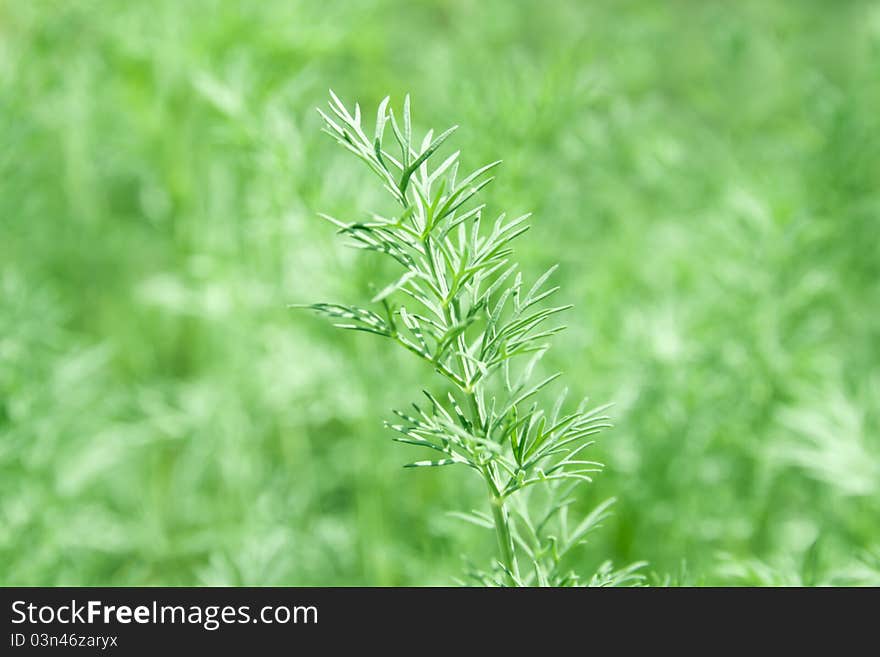 Close up green dill branch