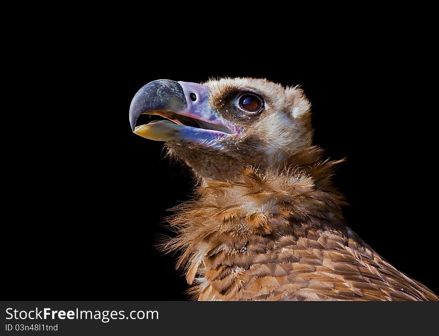 A portrait of a Vulture