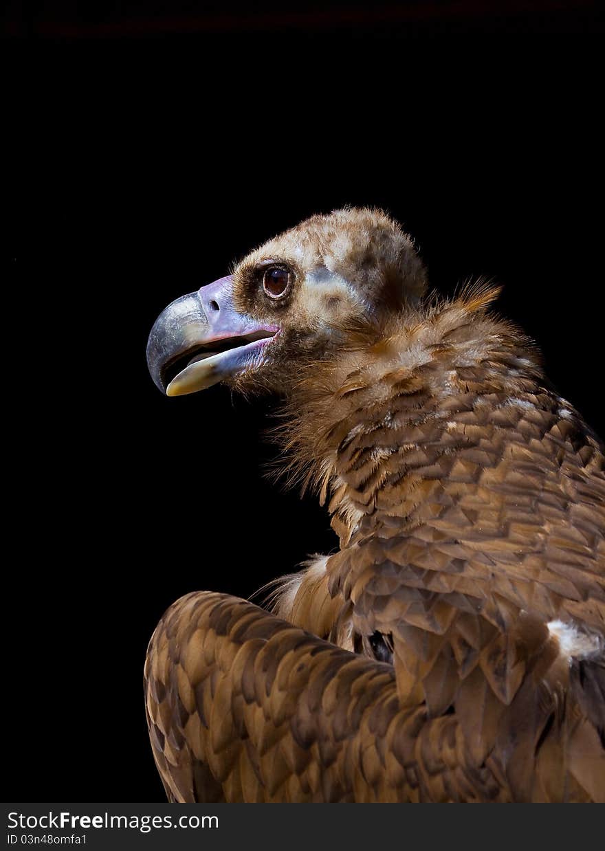 A portrait of a Vulture