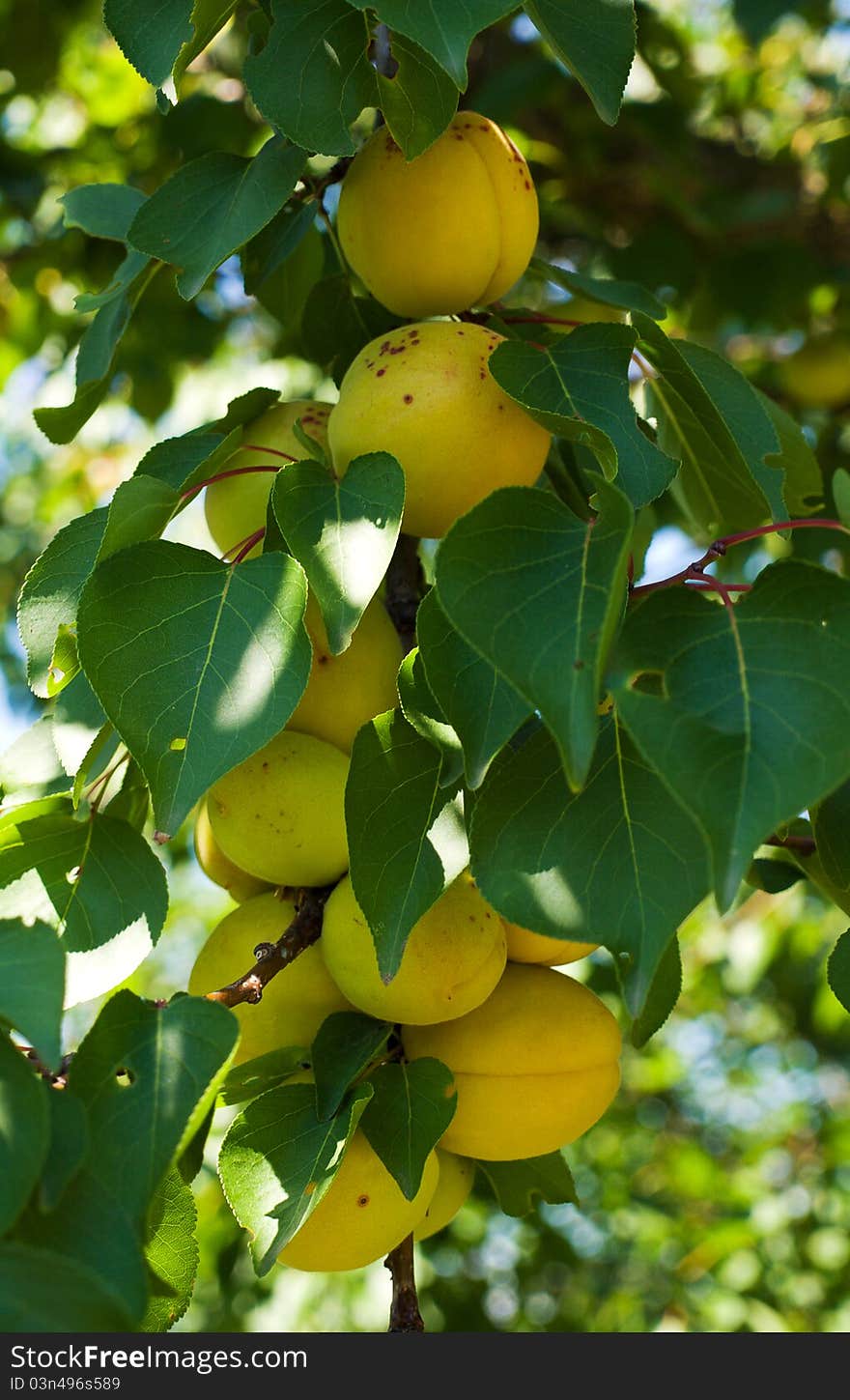 Apricots