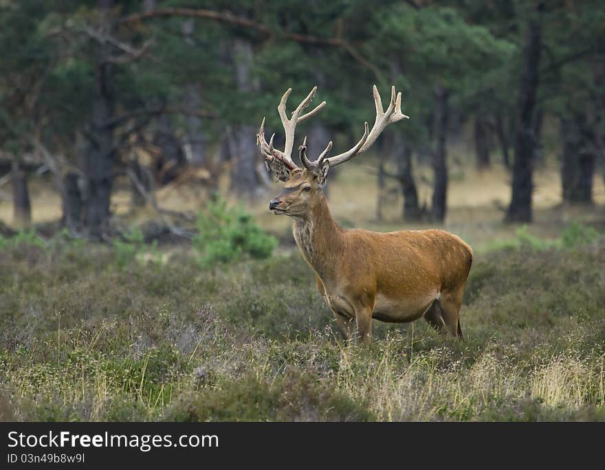 A red deer in a national park in Holland.