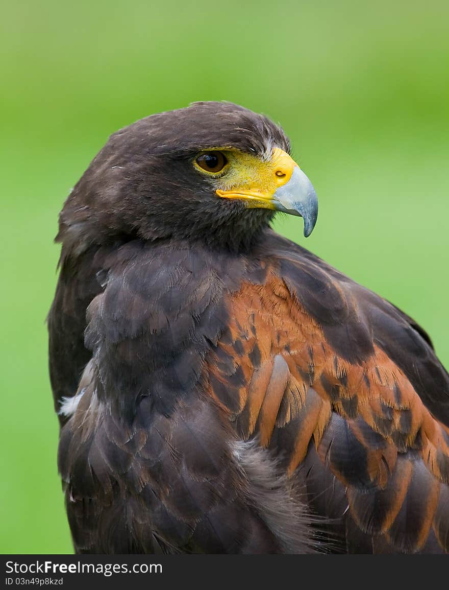 A portrait of a Harris Hawk in a Wildpark in Germany.