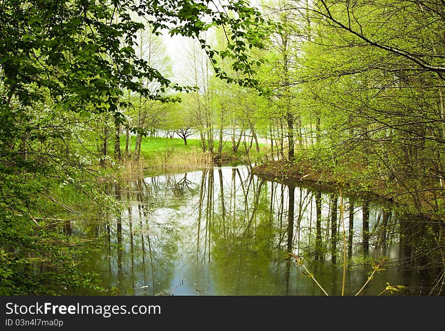 Trees growing at a bog which is about small lake (Belarus, village Poreche). Trees growing at a bog which is about small lake (Belarus, village Poreche)