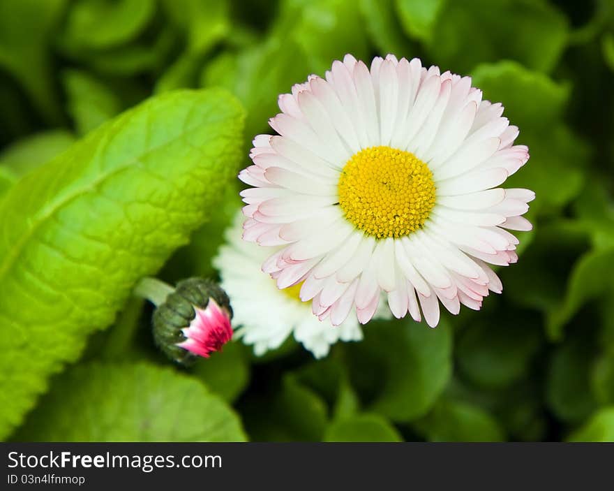 Two flowers, one of which is in a bud. Two flowers, one of which is in a bud