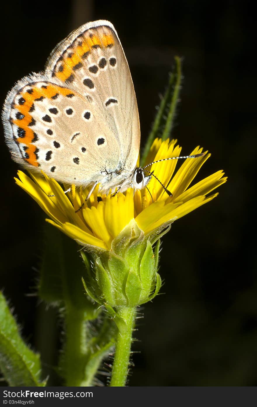 Lycaena dispar / large cooper butterfly, female