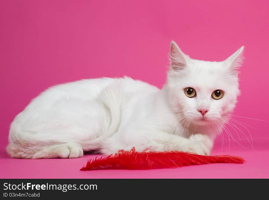 A Beautiful White Cat