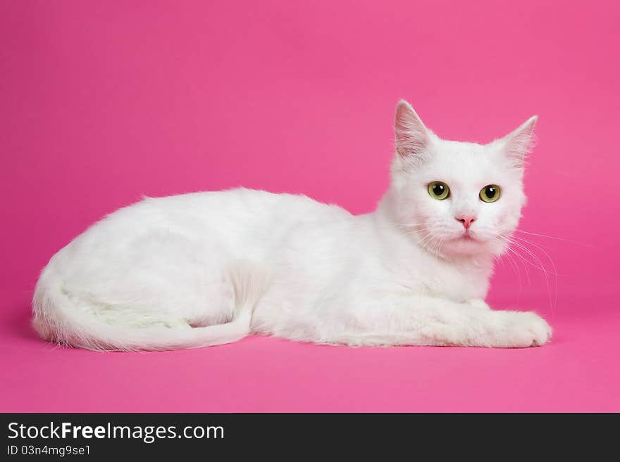 A beautiful white cat