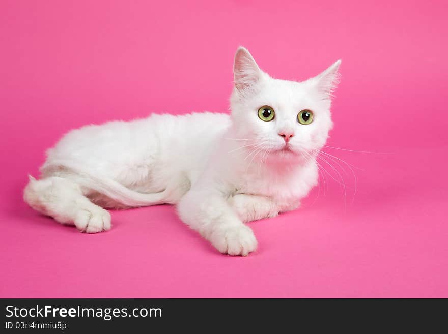 A beautiful white cat