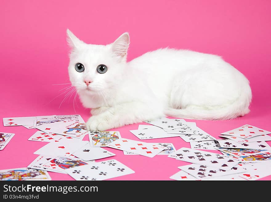 A beautiful white cat