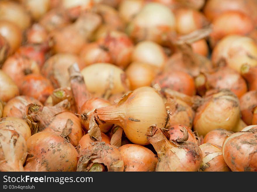 Bulb Onions