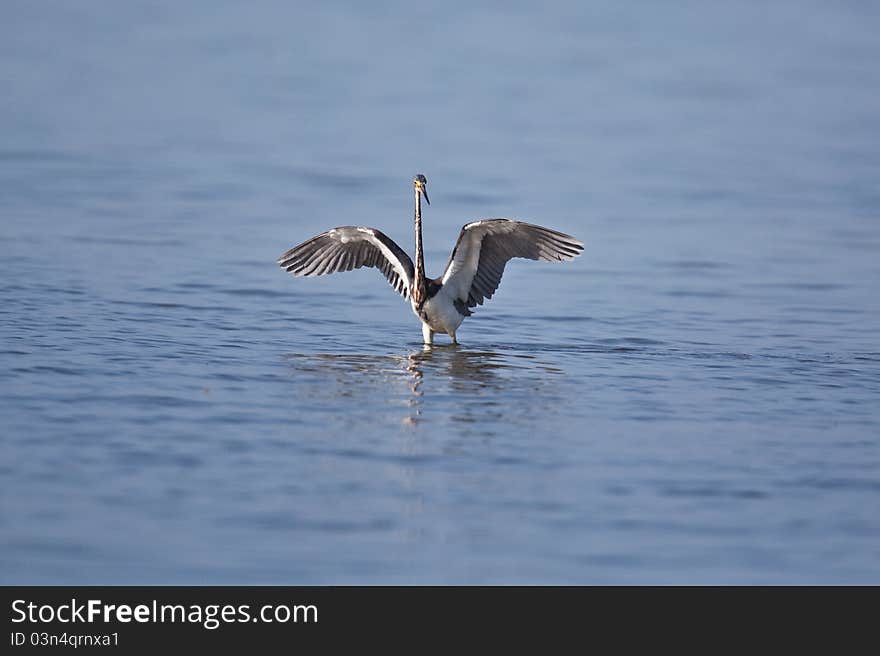 Tri-Colored Heron