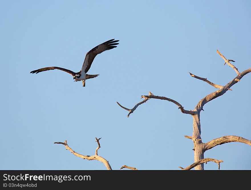 Osprey in and around the nest