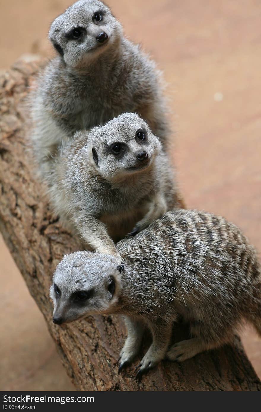 Three meerkats are on the timber and stare to visitors. Three meerkats are on the timber and stare to visitors