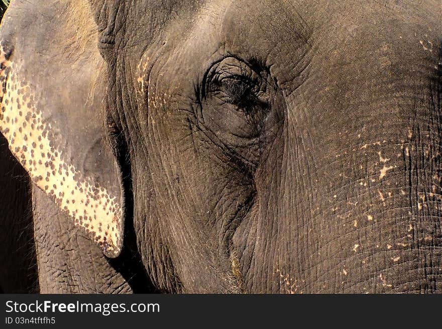 Only focused on elephant texture when its eyes is closed