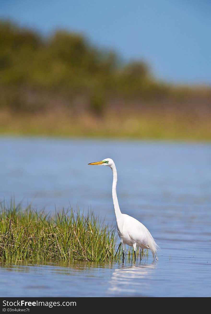 White great egret found in southern Florida