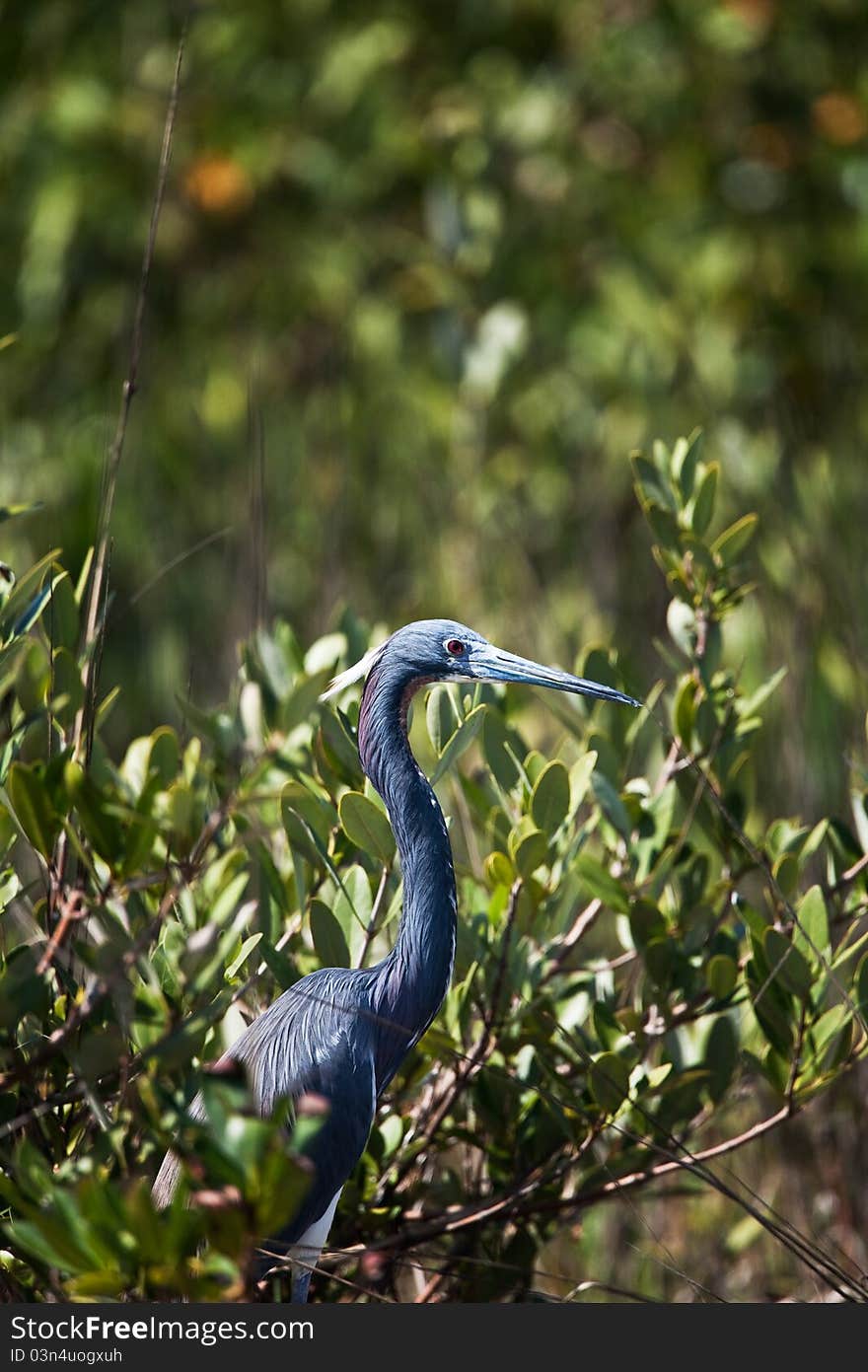 Tri-Colored Heron