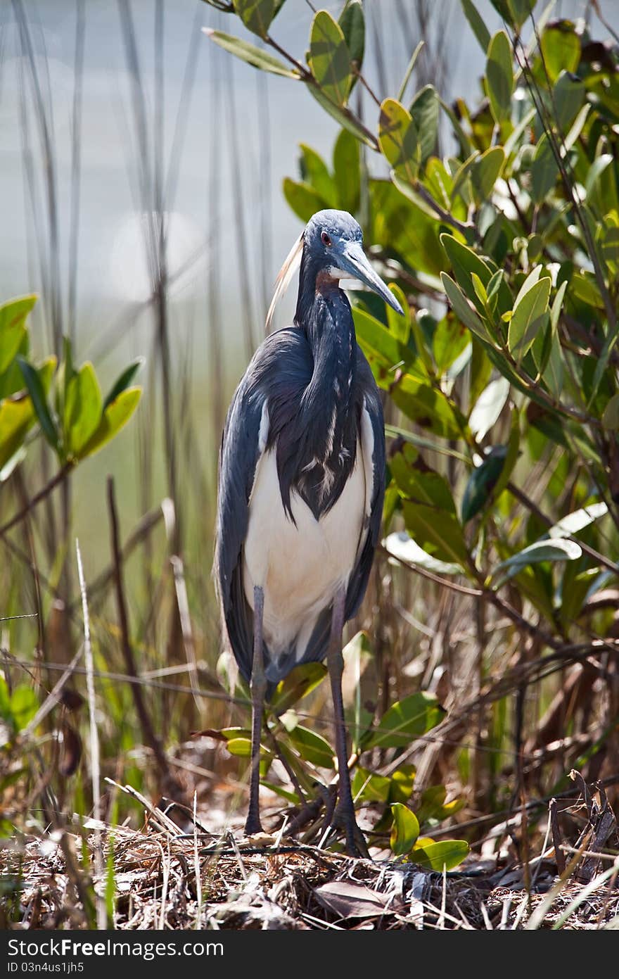 Tri-Colored Heron