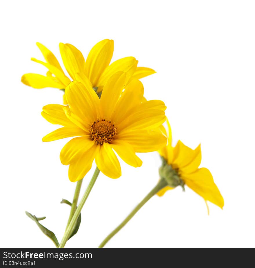 Yellow flower on a white background