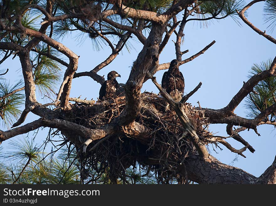 Bald Eagle