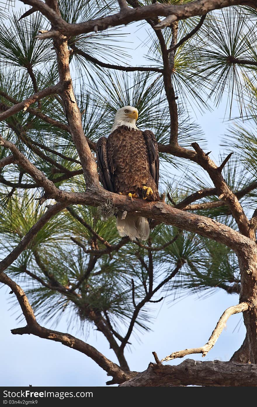 Bald Eagle