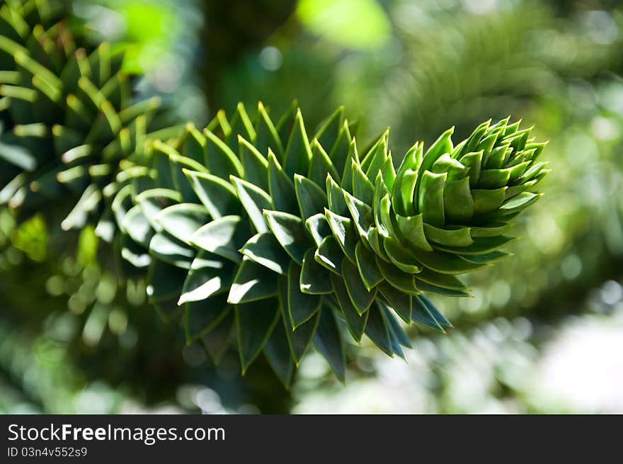 Background with green branch