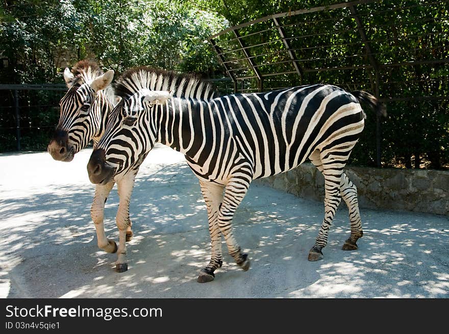 Two Zebras