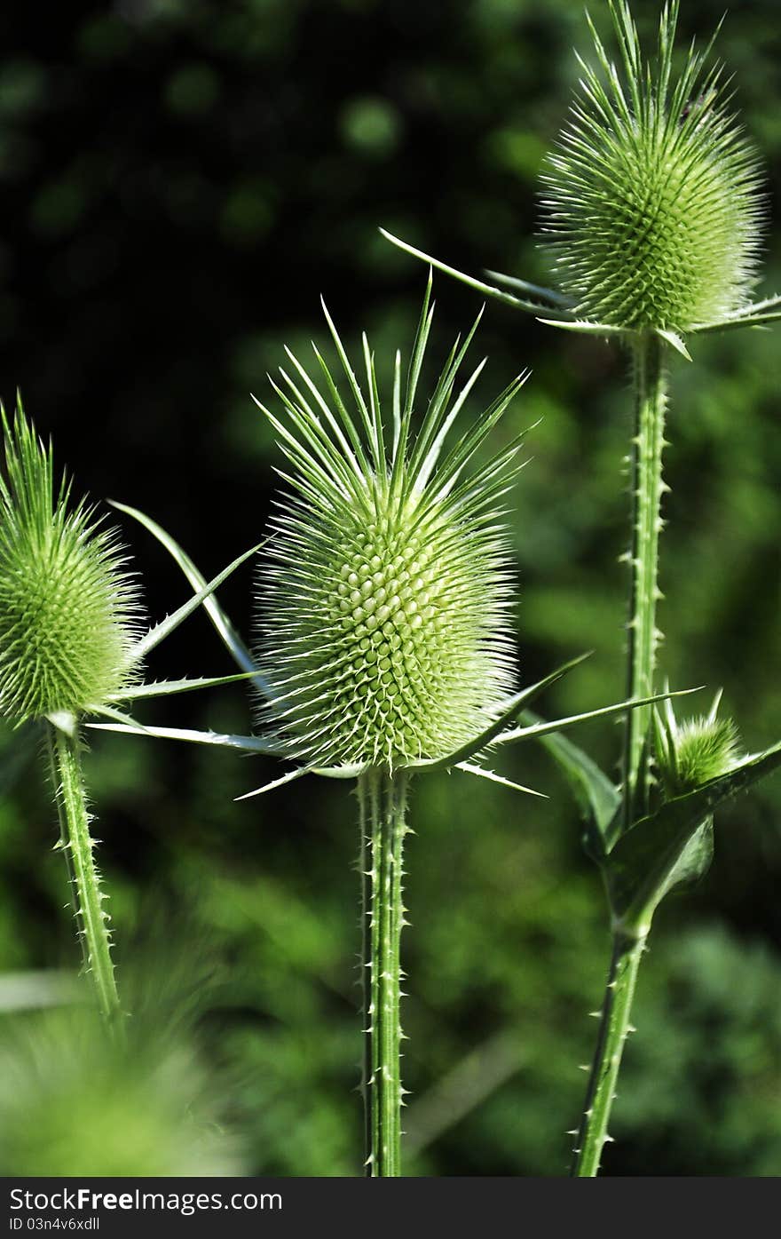 Weed flowers