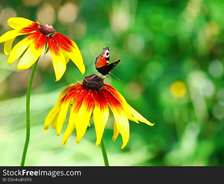 Butterfly Inachis Io On Yellow Flower. Butterfly Inachis Io On Yellow Flower