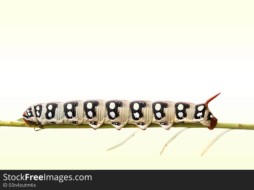 Catererpillar on grass isolated on white background