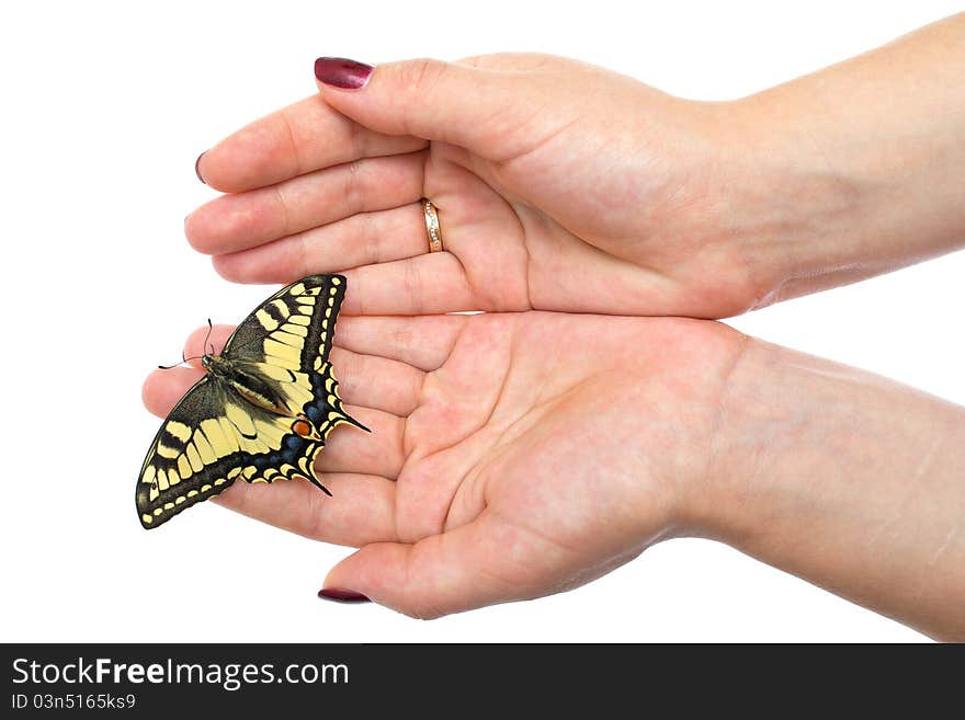 Butterfly Sitting On Hands