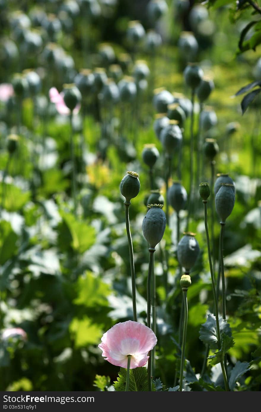 Beautiful poppies