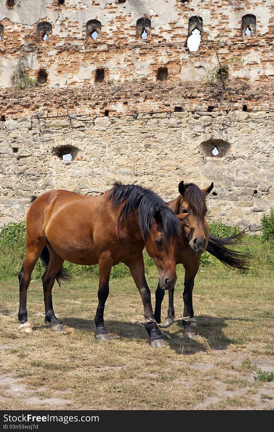 Horses in old castle