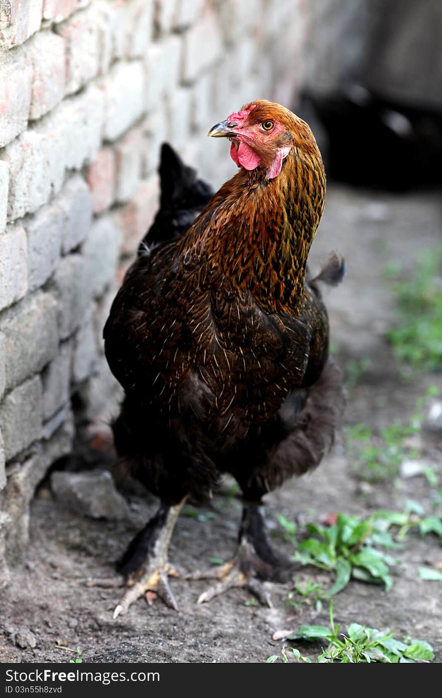 Beautiful chicken walking near house