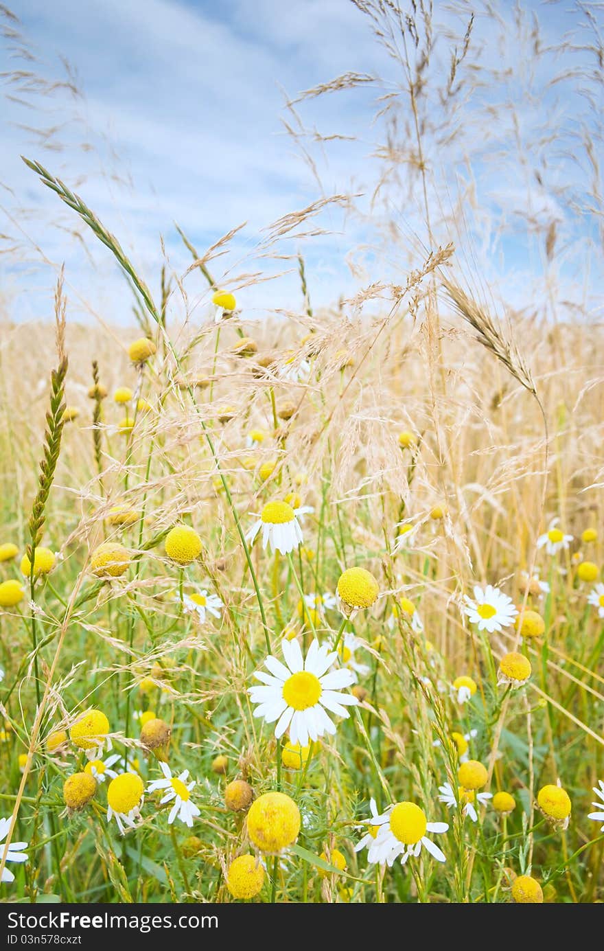 Flowers