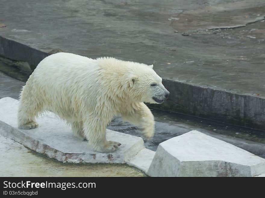 White bear cub