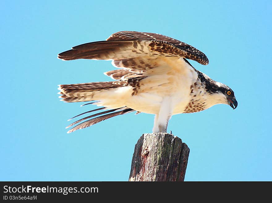 A young osprey is learning to fly for the first time.  Young osprey have orange eyes and adults have yellow eyes. A young osprey is learning to fly for the first time.  Young osprey have orange eyes and adults have yellow eyes