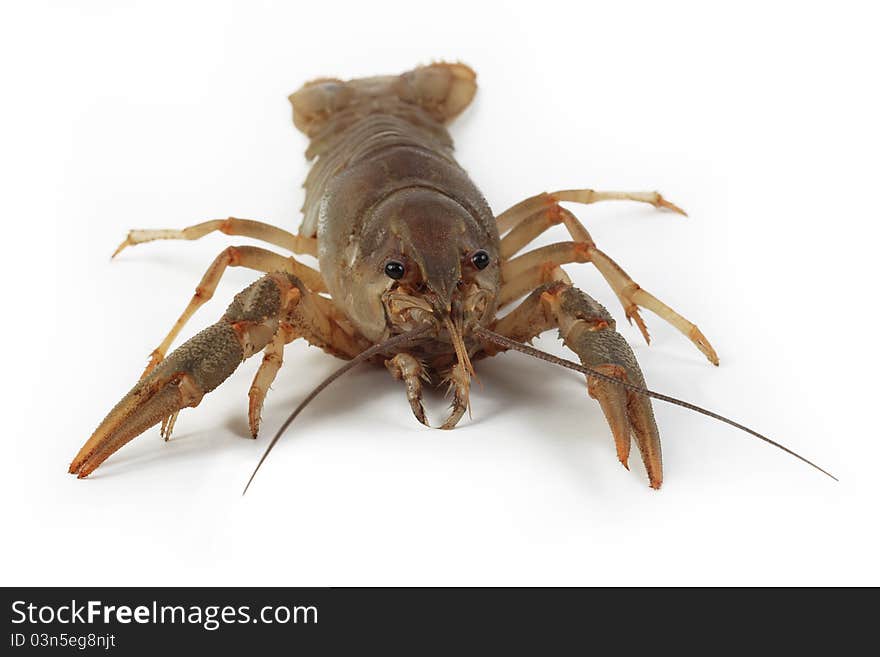 Alive crayfish isolated on white