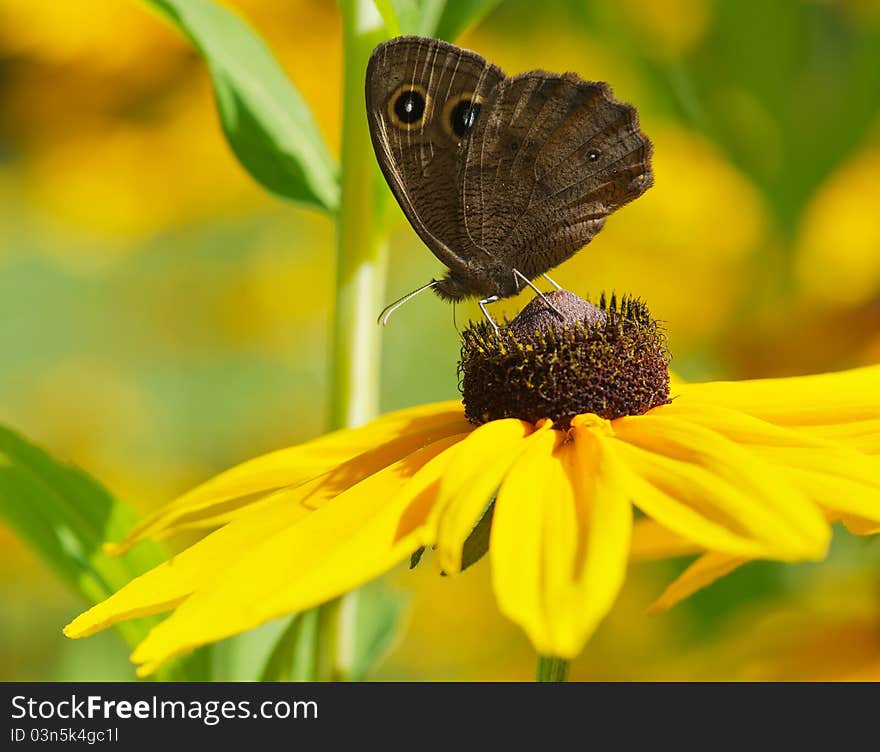 Macro image of a beautiful Common Wood-Nymph on a brown eyed susan flower in the summer. Macro image of a beautiful Common Wood-Nymph on a brown eyed susan flower in the summer.