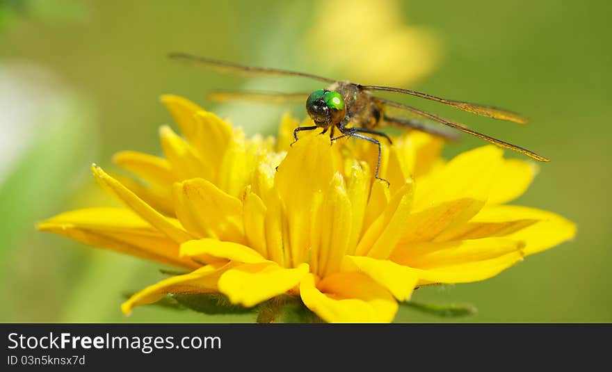 Close up dragonfly on flower.