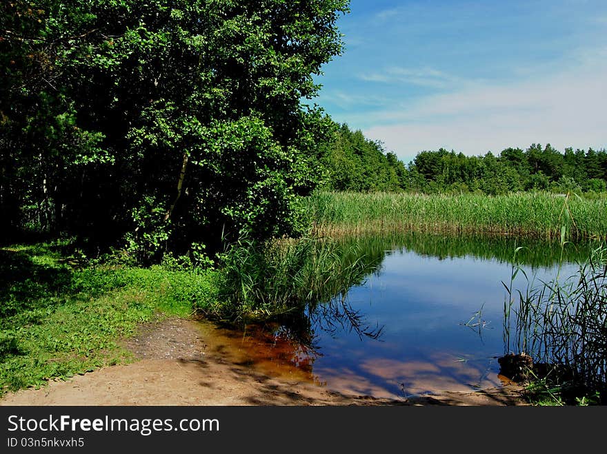 Lake in forest