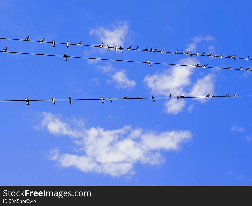 Barn swallows (Hirundo rustica) gather in flight before migration for wintering. Barn swallows (Hirundo rustica) gather in flight before migration for wintering